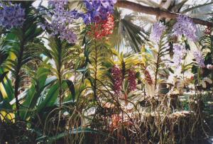 Orchideenfarm.JPG